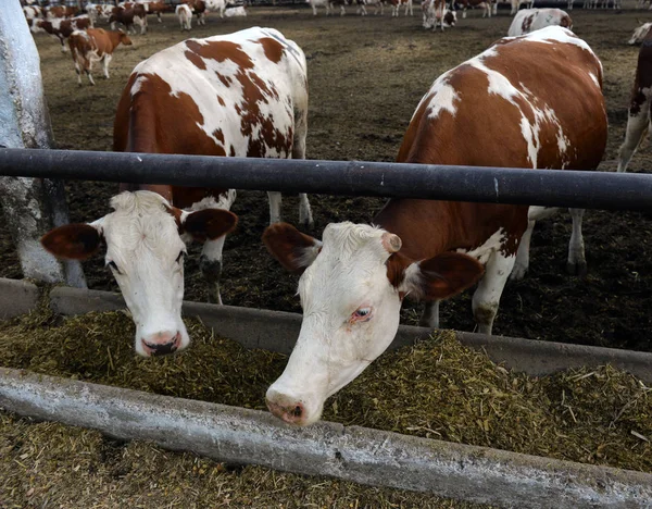 Koeien eten voer op de boerderij — Stockfoto