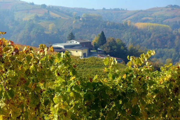 Panorama över höstens vingårdar i Italien — Stockfoto