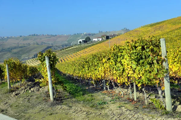 Panorama dei vigneti autunnali in Italia — Foto Stock