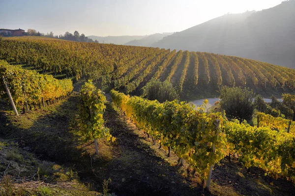 Panorama dei vigneti autunnali in Italia — Foto Stock