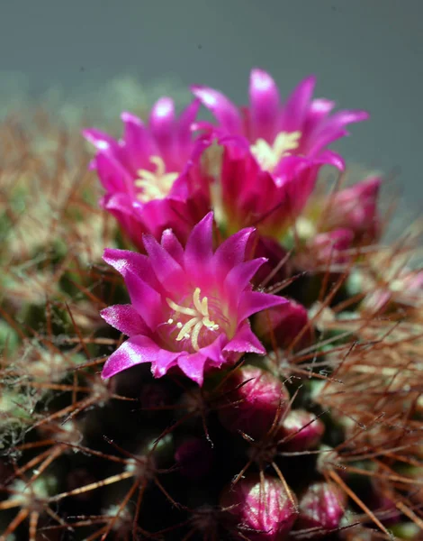 Cactus de bola en flor viva —  Fotos de Stock