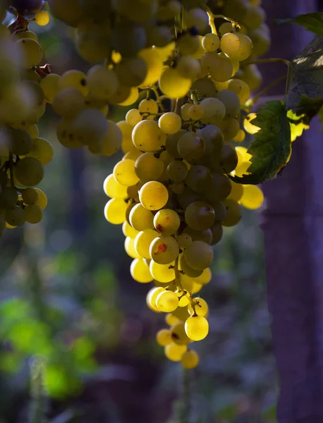 Muscat grapes on the vineyard — Stock Photo, Image