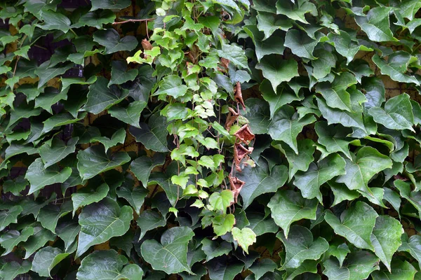 Pared cubierta con hojas de uva verde, textura —  Fotos de Stock