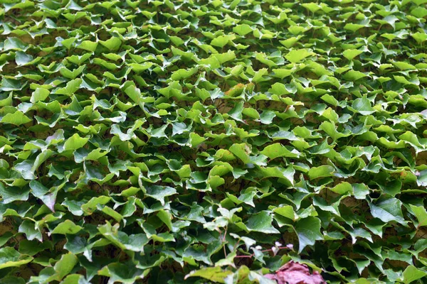 Стена покрыта зелеными листьями винограда, текстурой — стоковое фото