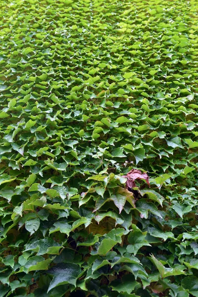 Pared cubierta con hojas de uva verde, textura — Foto de Stock