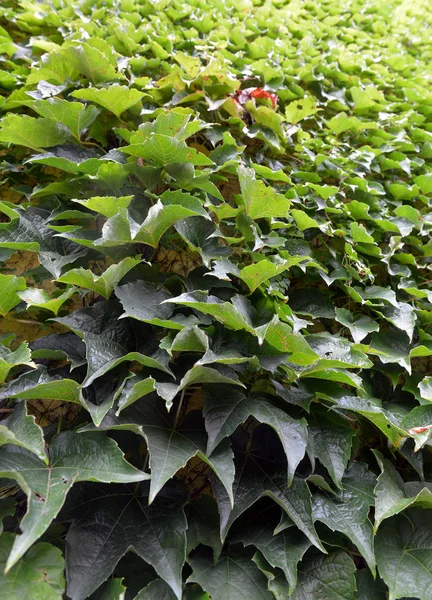 Pared cubierta con hojas de uva verde, textura —  Fotos de Stock