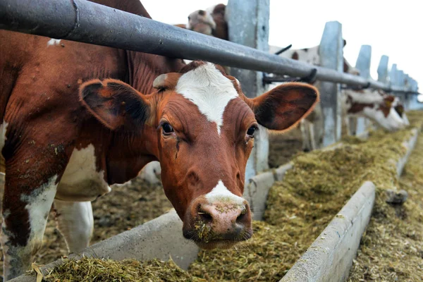 Koeien eten diervoeders — Stockfoto