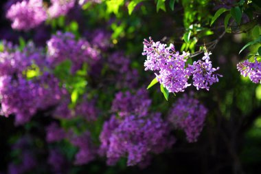 Leylak çiçeği çiçeklenir bahar 