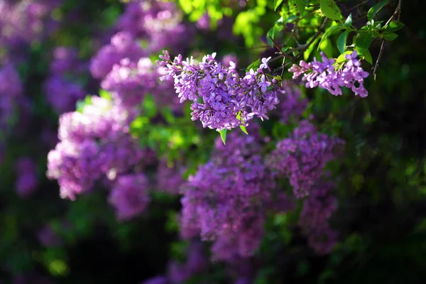 Spring lilac flowers in blossom — Stock Photo, Image