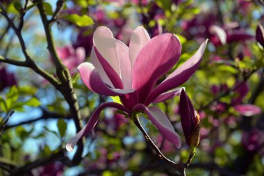 Karşı bir yeşillik çiçek açması Manolya