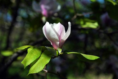 Karşı bir yeşillik çiçek açması Manolya