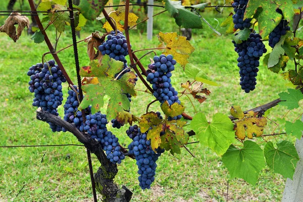 Racimos de uvas de vino tinto que crecen en campos italianos. Primer plano v — Foto de Stock
