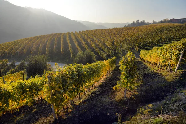 Panorama över höstens vingårdar — Stockfoto