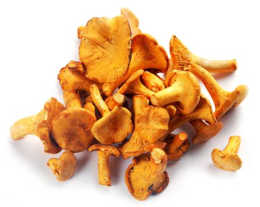 Grup Cantharellus cibarius mantar