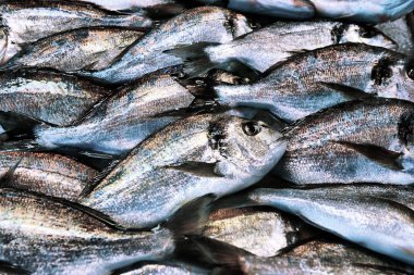 Taze yaldızlı kafalı çipura veya dorado balık yalan