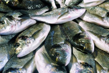 Taze yaldızlı kafalı çipura veya dorado balık yalan