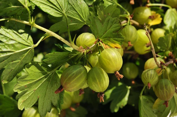 Gooseberries pe ramură — Fotografie, imagine de stoc