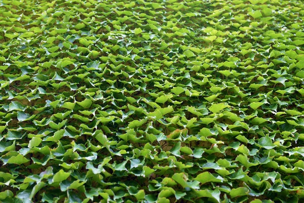 Pared cubierta con hojas de uva verde — Foto de Stock