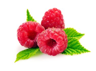 İzole ahududu. Taze ahududu yaprağı 