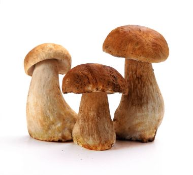 ep beyaz bir arka planda ushroom