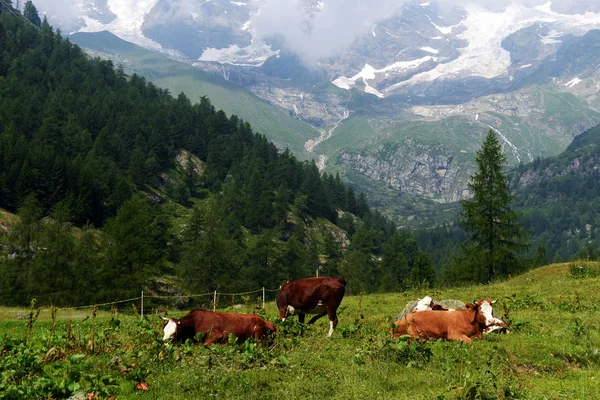 Brown and white cow in a pasture — Stock Photo, Image