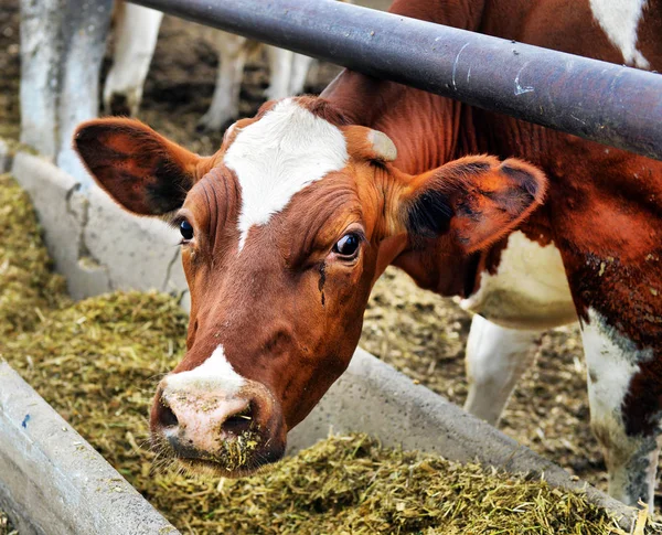 Vacas comem ração — Fotografia de Stock