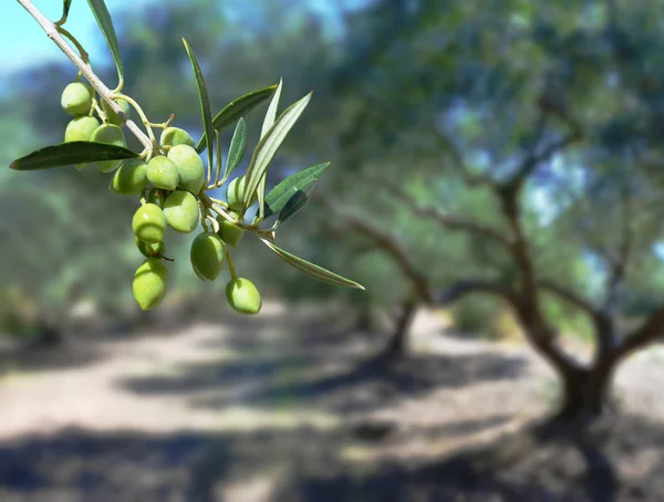 Groene olijven op de boom — Stockfoto