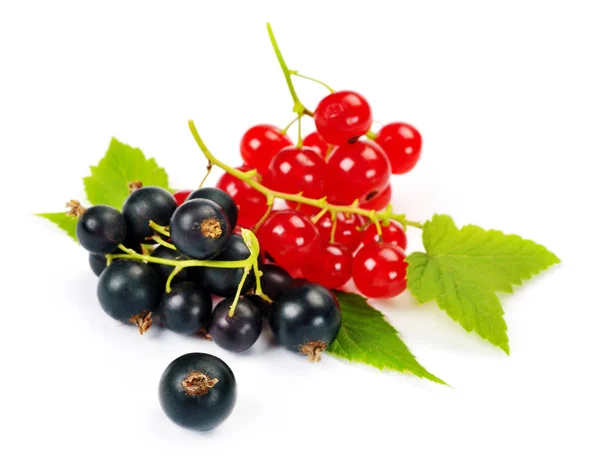 Red and black currant — Stock Photo, Image