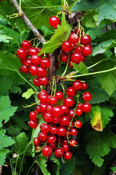 Groseilles rouges sur une branche — Photo