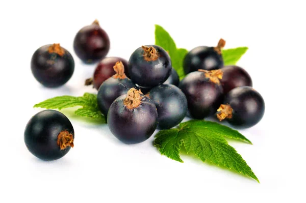 Svarta vinbär bär. Gäng svarta vinbär frukter med blad — Stockfoto