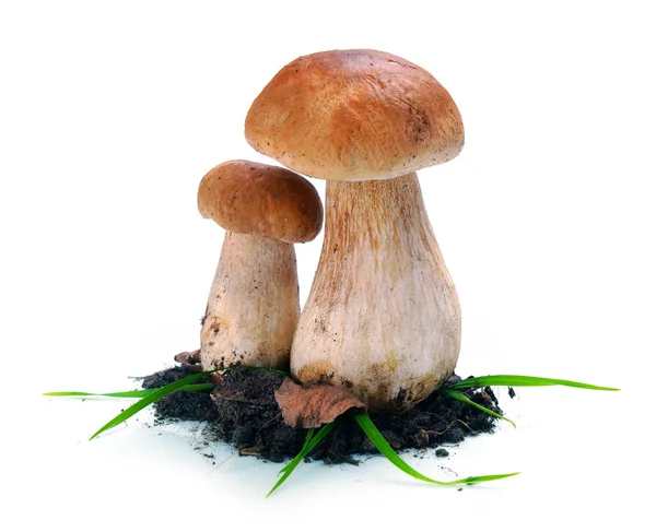 Ceps setas en el suelo — Foto de Stock