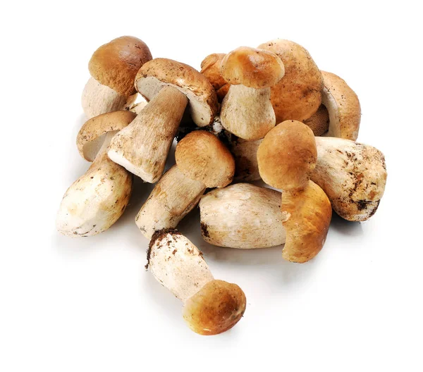 Champiñón de Cep — Foto de Stock