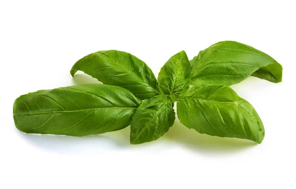 Close up studio shot of fresh green basil herb leaves isolated o — Stock Photo, Image