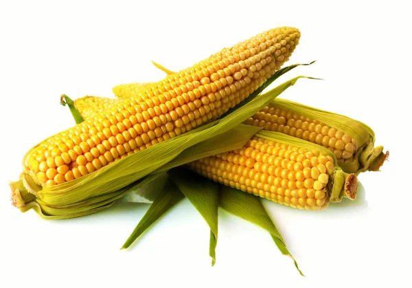 Fresh corn with green leaves still life vegetables. — Stock Photo, Image