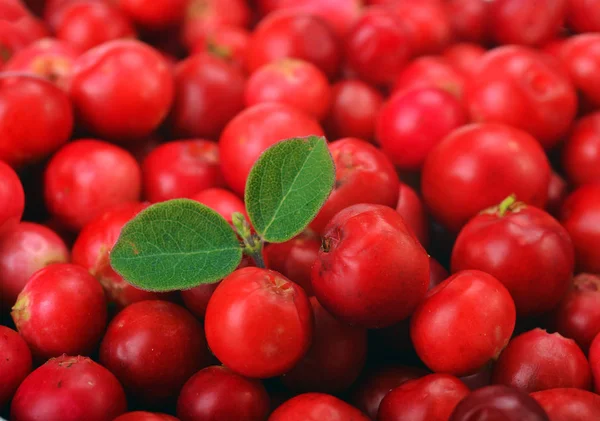 Merah Cranberries matang — Stok Foto