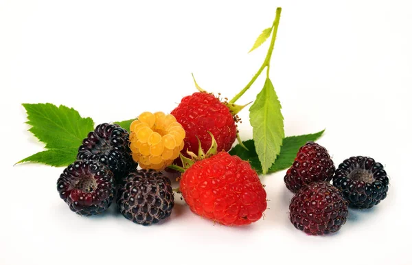 Black yellow and red raspberries — Stock Photo, Image