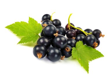 yaprakları ile siyah kuş üzümü
