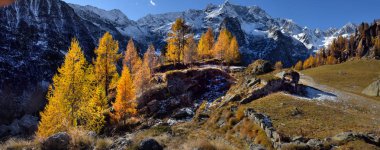 Sonbahar Alp yatay, sis ve sarı ağaçlar