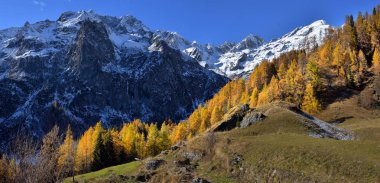 Sonbahar Alp yatay, sis ve sarı ağaçlar