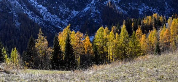 Autumn Alpine landscape with fog and yellow trees — Stock Photo, Image