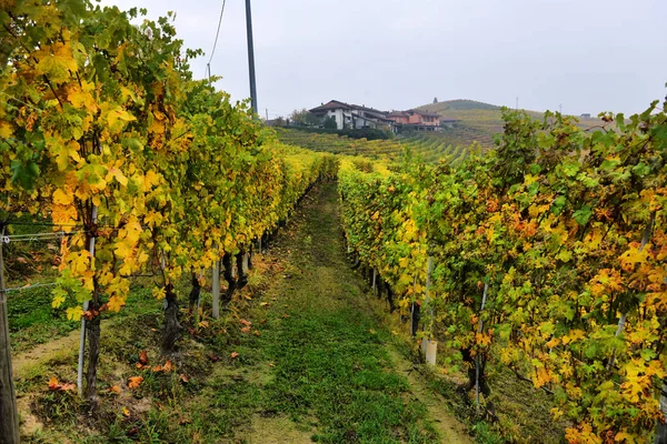 Panorama över höstens vingårdar i Italien — Stockfoto