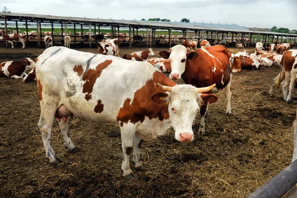 Vacas comem ração na fazenda — Fotografia de Stock