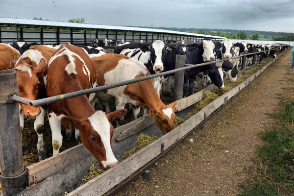 Koeien eten voer op de boerderij — Stockfoto