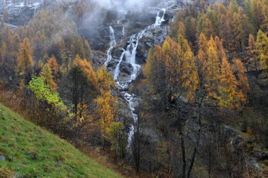 Sarı Karaçam ve şelaleler sonbahar Alpleri'nde