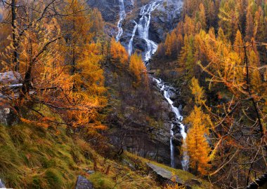 Sarı Karaçam ve şelaleler sonbahar Alpleri'nde