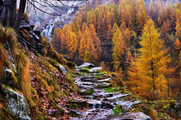 Larice giallo e cascate nelle Alpi autunnali — Foto Stock