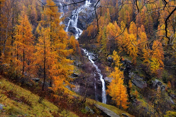 Sarı Karaçam ve şelaleler sonbahar Alpleri'nde