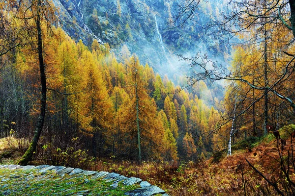 Larice giallo in autunno sulle Alpi — Foto Stock