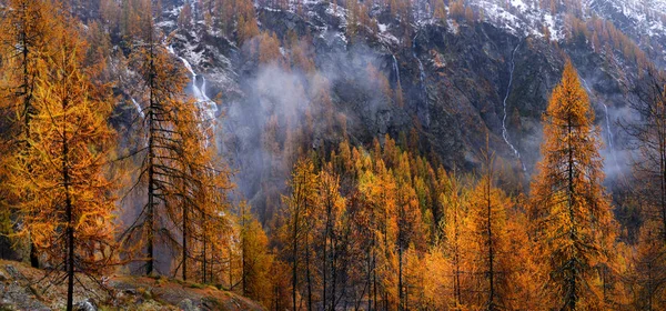 Larice giallo in autunno sulle Alpi — Foto Stock
