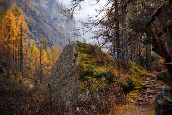 Larice giallo in autunno sulle Alpi — Foto Stock